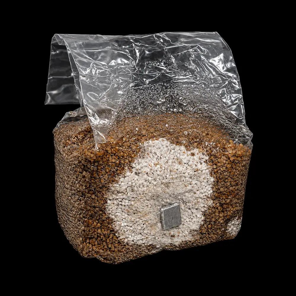 3 lb Inoculated Sorghum Grain Bags