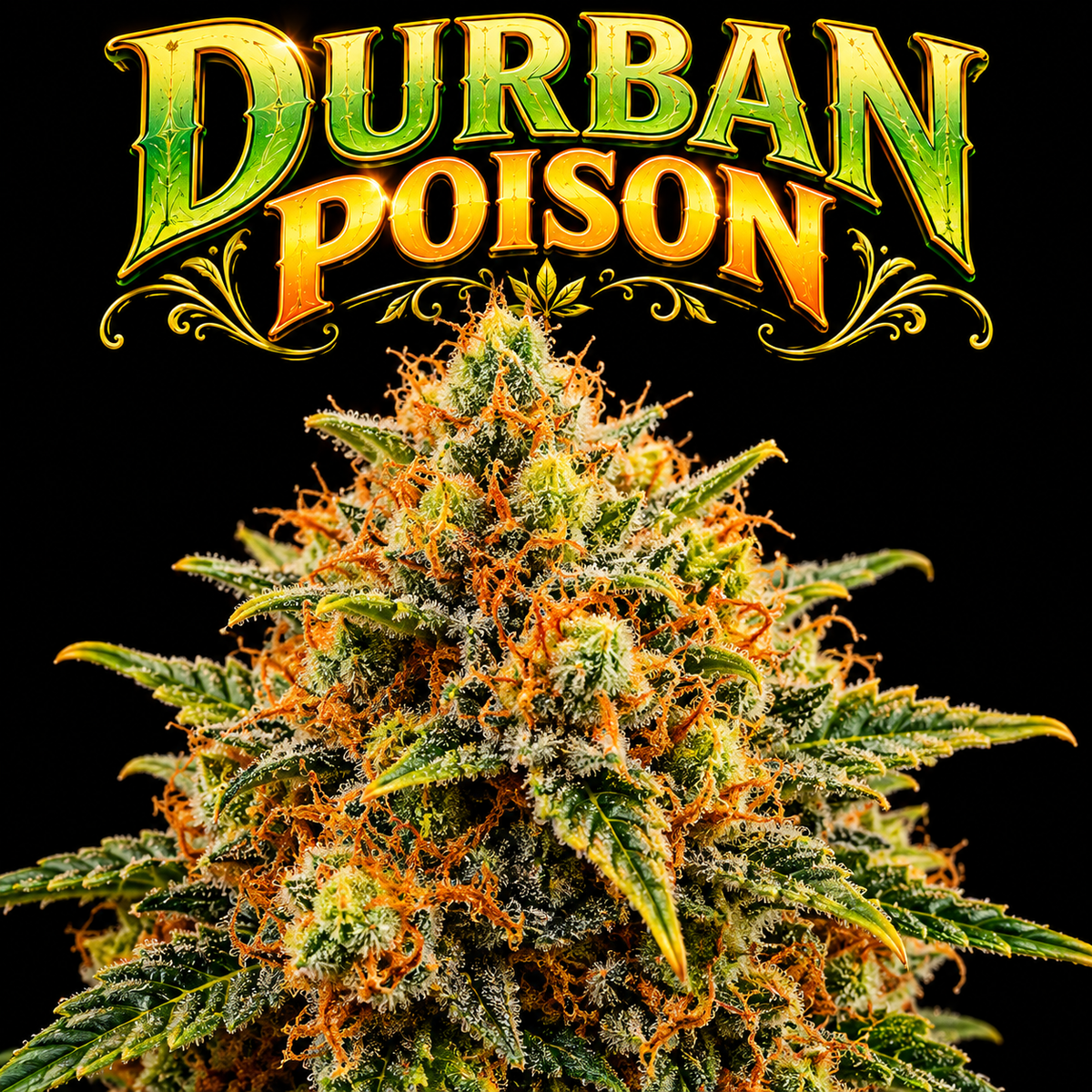 Build A Bag 1/2 Oz THCa