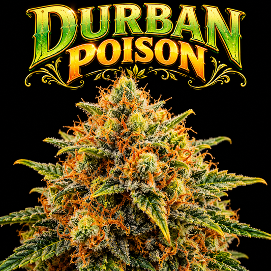Durban Poison THCa 7 Grams