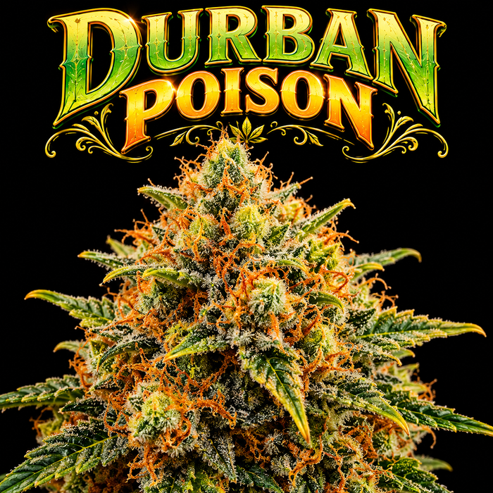 Durban Poison THCa 7 Grams