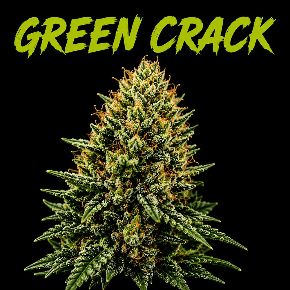 Green Crack THCa 7 Grams