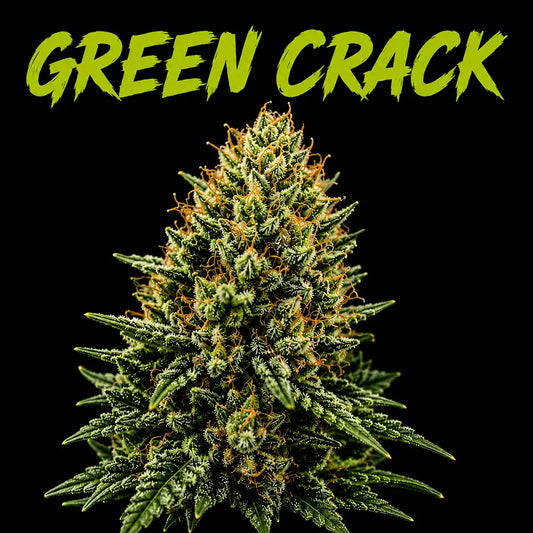 Green Crack THCa 7 Grams