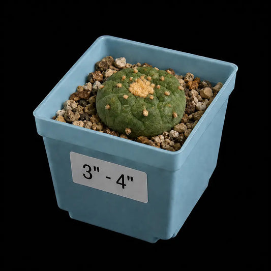 Lophophora williamsii var. fricii (3-4”)