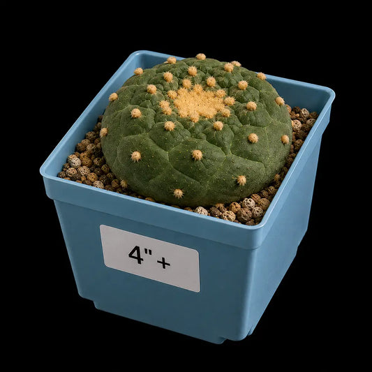 Lophophora williamsii var. fricii (4”+)