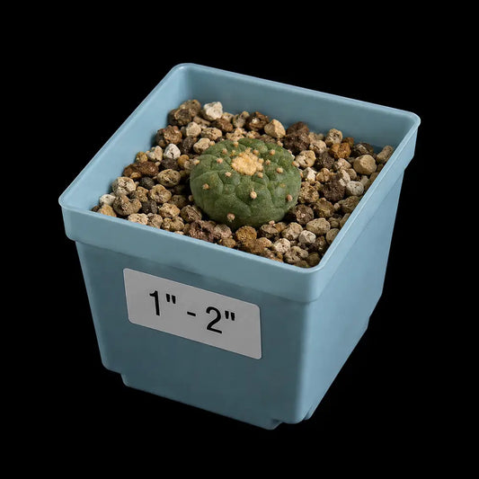 Lophophora williamsii var. fricii (1–2”)