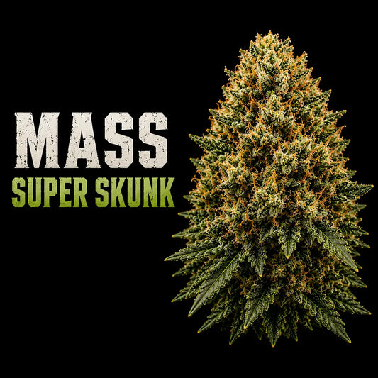 Mass Super Skunk THCa 7 Grams