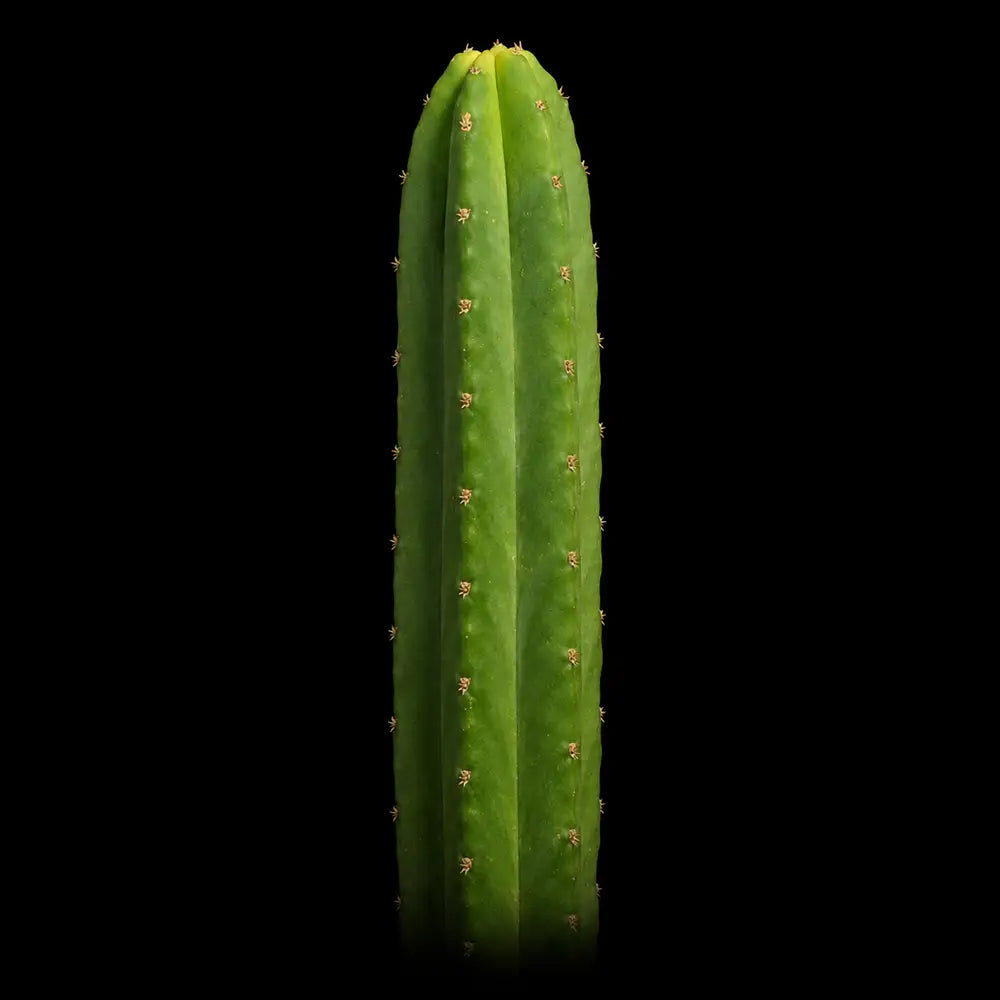 12”+ San Pedro Cactus Cuttings