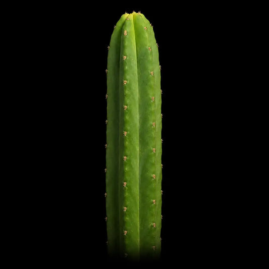 12”+ San Pedro Cactus Cuttings