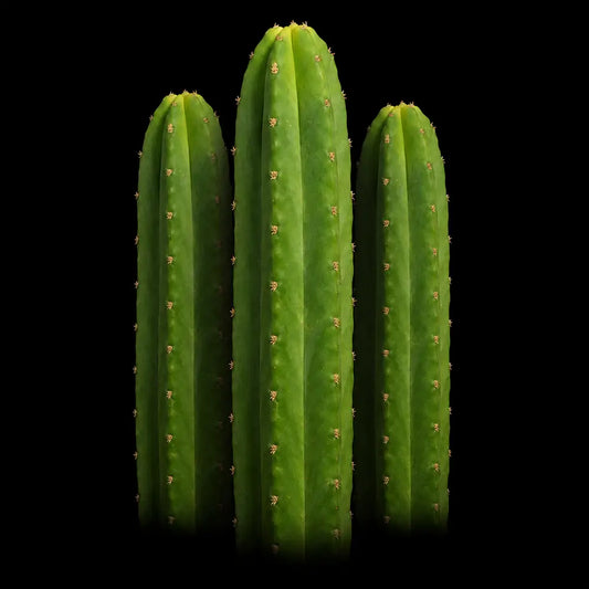 12”+ San Pedro Cactus Cuttings 3 Pack