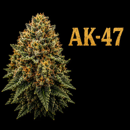 AK-47 THCa 7 Grams